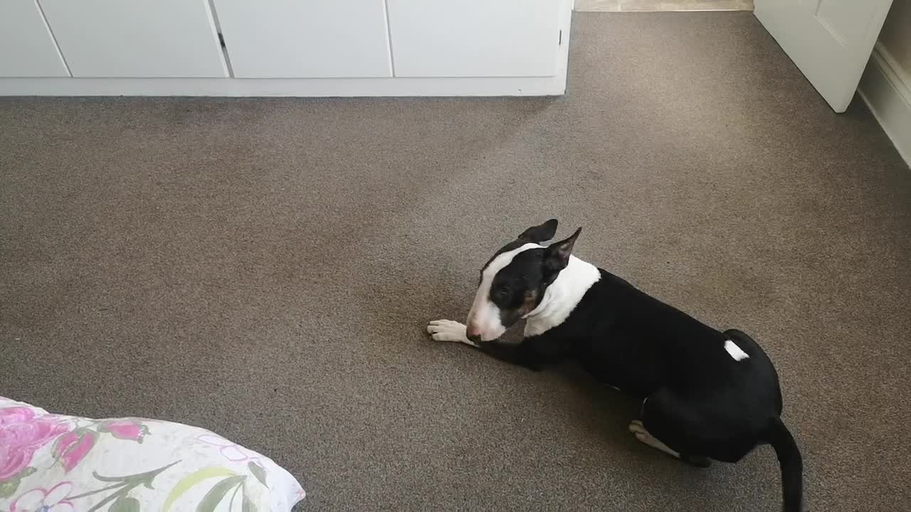 Crazy bull terrier literally can't stop spinning in circles