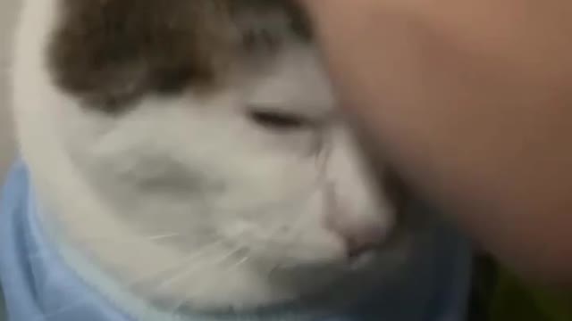 I give up hooman
