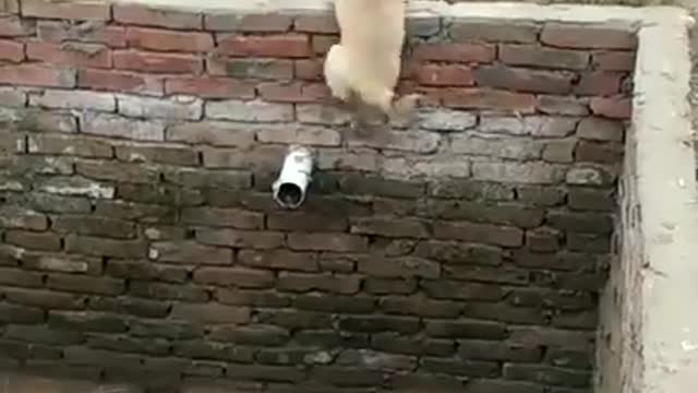 Best Dogs Jumps Out of Deep Pit