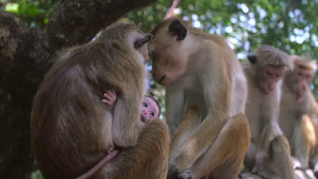 A shot of a baby monkey holding onto its Mother.