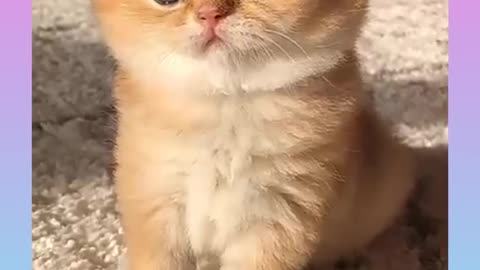 Cats and dogs funny videos