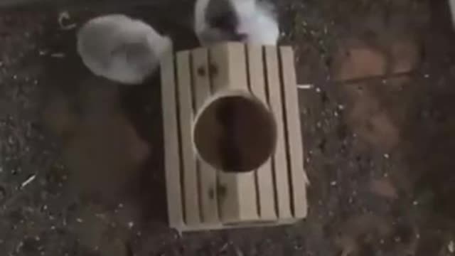 One cup to many _ Cute/Funny Animal videos that Will Brighten Up Your Day 🥰