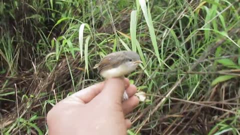 Found this birdie by the roadside