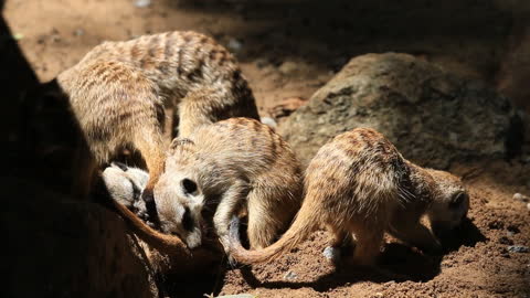 Meerkat