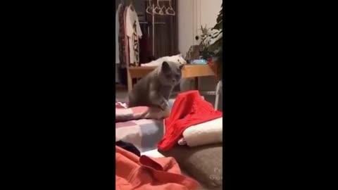 Try Not to Laugh - Puppies Edition #7