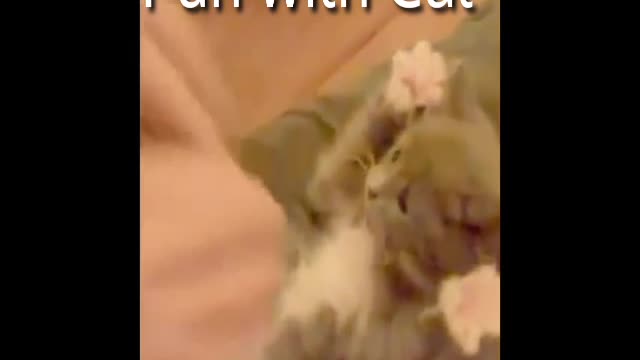 Funny Cat video.