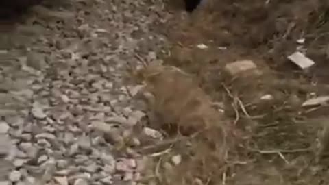 Unsuspecting Man Hit by Oncoming Train