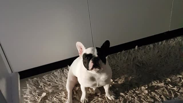 French bulldog moaning and farting (at 1min)