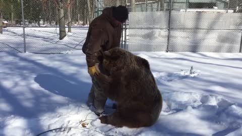 Playtime With the Bears