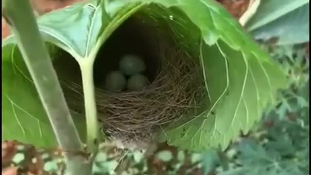 Birds nest in a leave