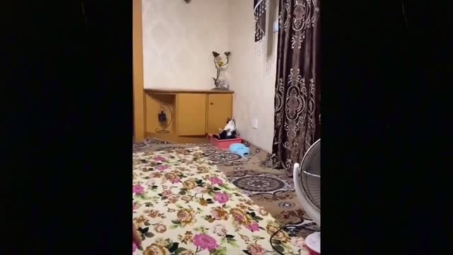 OMG So Cute Cats ♥ Best Funny Cat Videos 2021