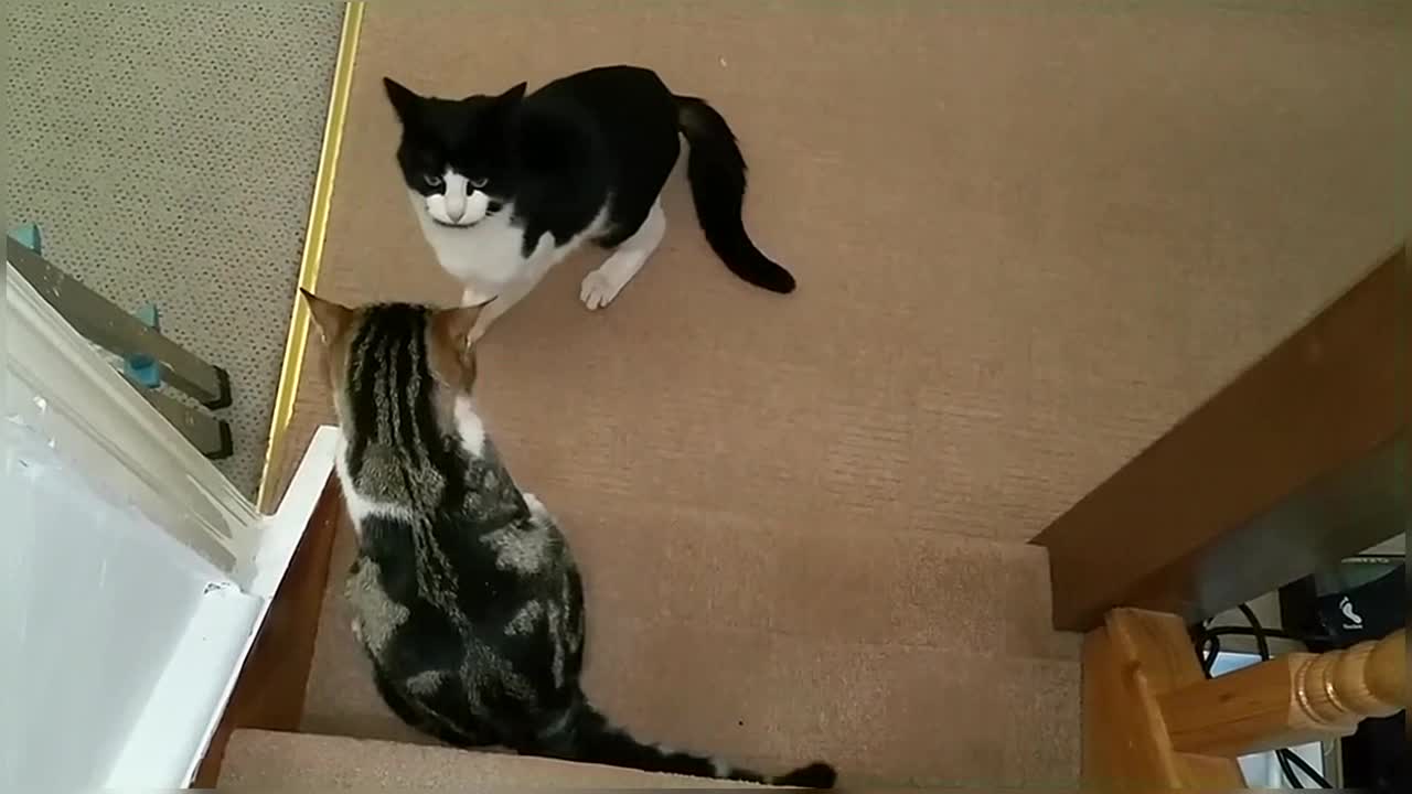 Epic Cat Fight