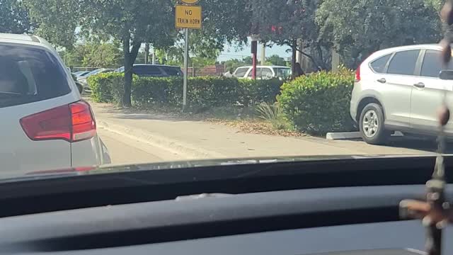 Chickens spotted in south Florida