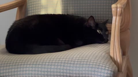 Cute Precious Piper Stretches Out on Her Throne - Adopting a Cat from a Shelter Vlog