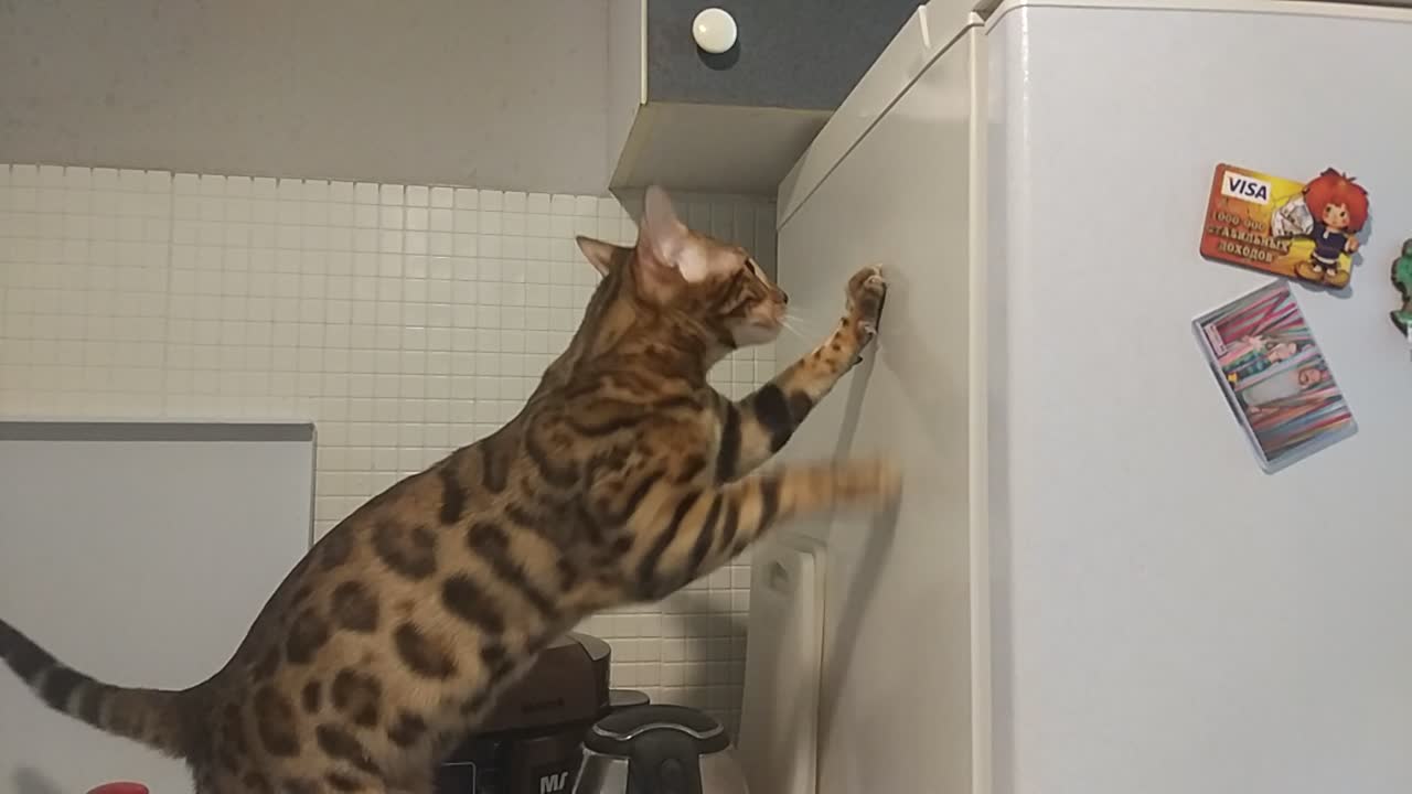 Cat dancing or not