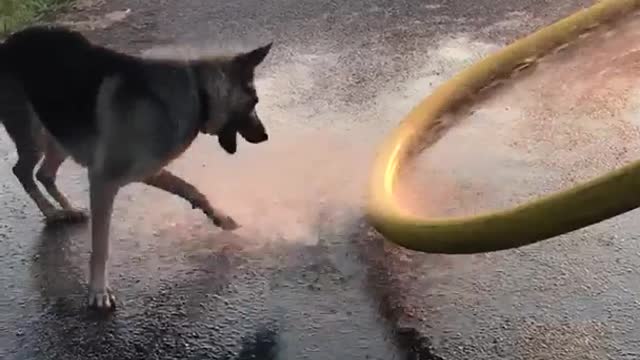 Dog enjoys water on firetruck