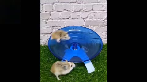 lovely Pet video