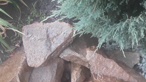 Stones, pine needles and water