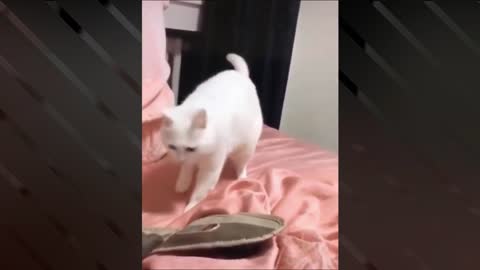 Amazing Sound Effects On Cute Cat