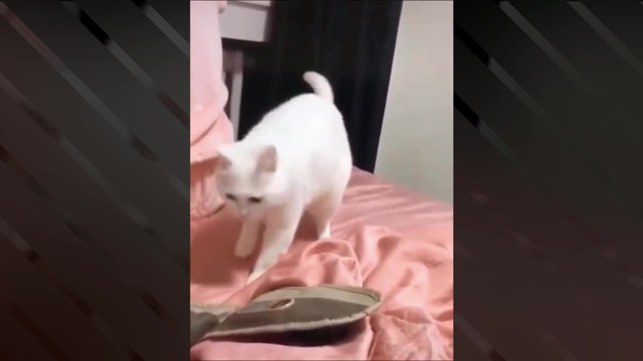 Amazing Sound Effects On Cute Cat