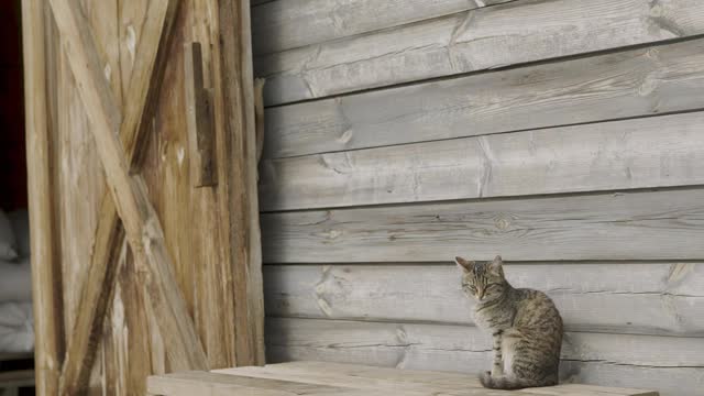 cats-outside-a-barn