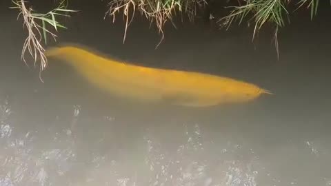 Lepas ikan arwana ke sungai