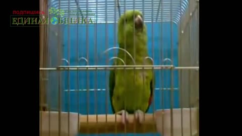 Попугай научился читать молитву. Интересно )))