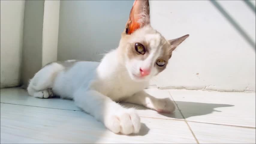 Beautiful music and funny cats