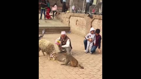 Sheep VS Monkey