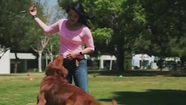 Funniest and Cutest Dog Training New Idea