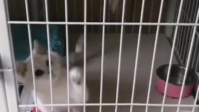 Little white cat shaking its head up and down