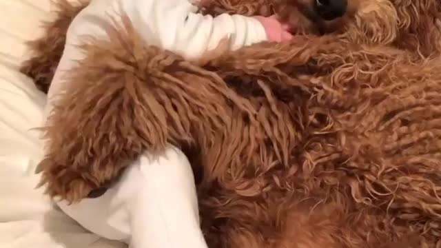 Puppies always give the best pet