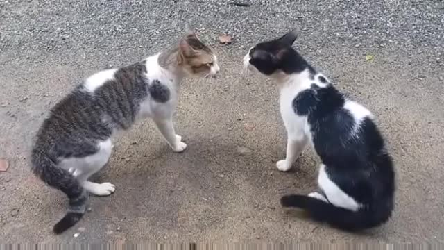 Cat and cat fight