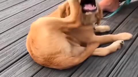 funny dog videos