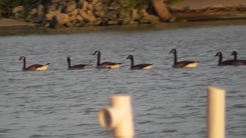 74 Toussaint Wildlife - Oak Harbor Ohio - They Grow So Fast