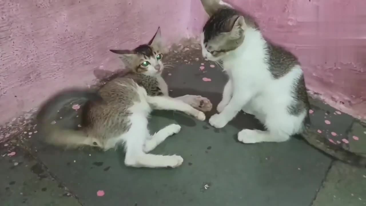 AWWW!!!Funny Animals - Funny Cats _ Dogs Funny Animal Videos 24 must Watch!!!