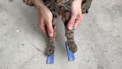 Funny cat video😹