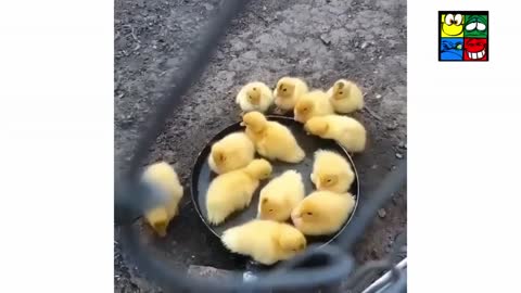 Very CUTE BABY ANIMALS' reactions