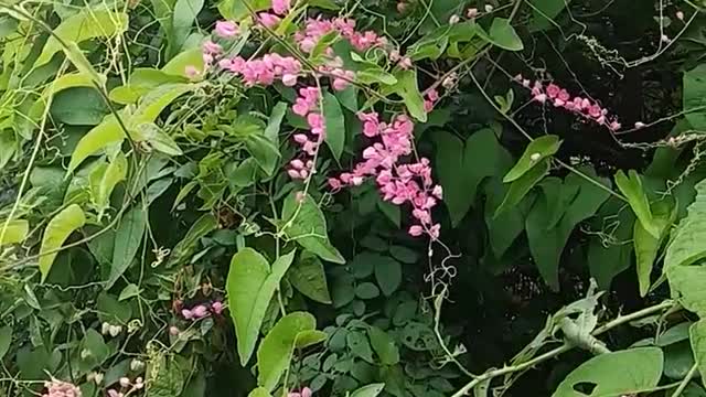 The park is full of green world, sea of flowers