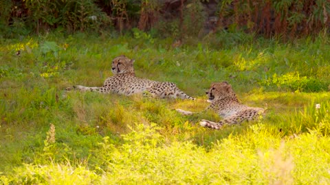 ANIMALS
