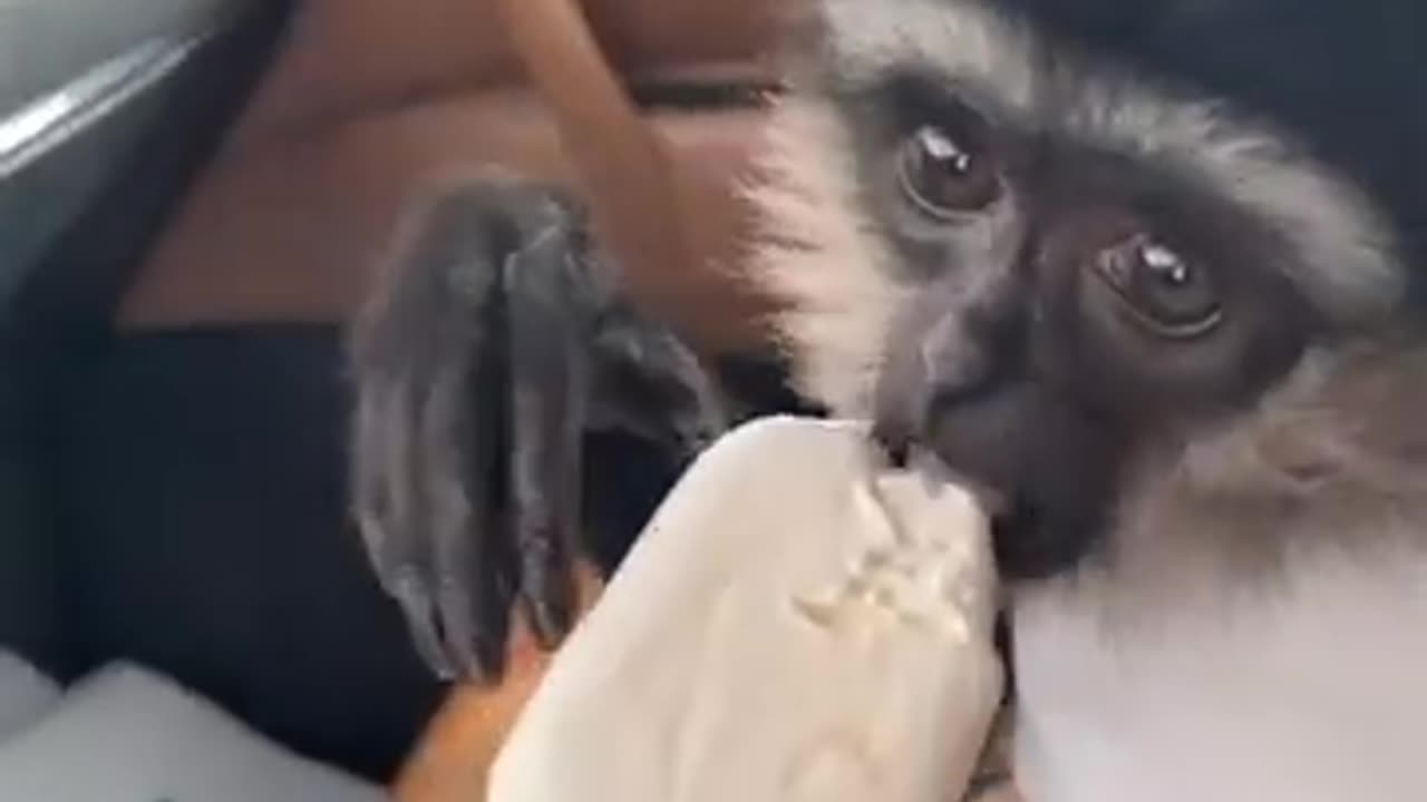 Funny Animal Videos 2024 😂_ The best funny pet videos!