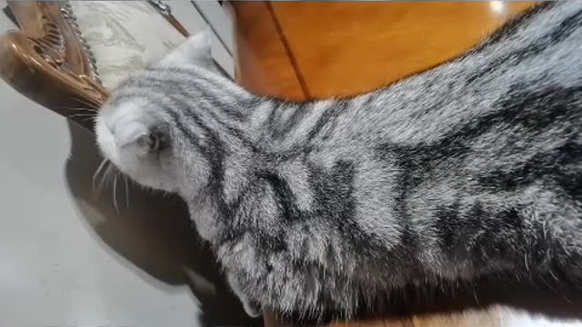 When it rains, I can only stay at home, and tease the cat with some flirting.
