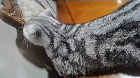 When it rains, I can only stay at home, and tease the cat with some flirting.