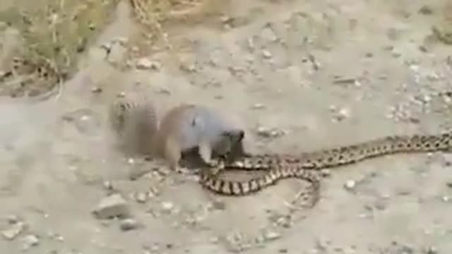 Squirrel Fighting a big Snake.