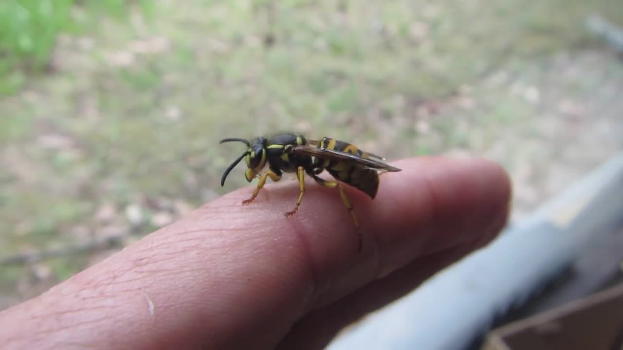 Yellow jacket friend