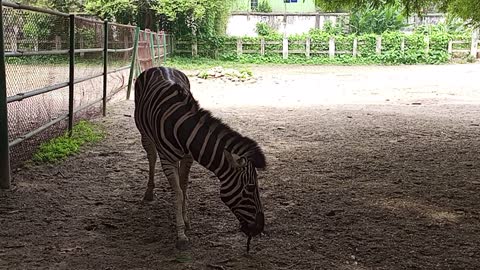 Zebra eating grass