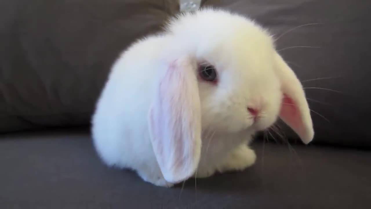 "Cute Baby Bunny Washing Her Face