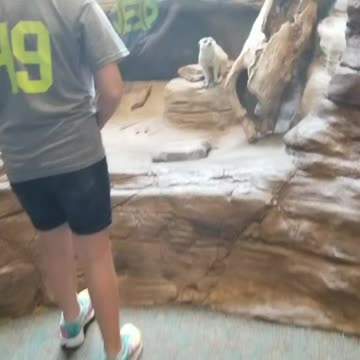 Meerkat at Pittsburgh Zoo