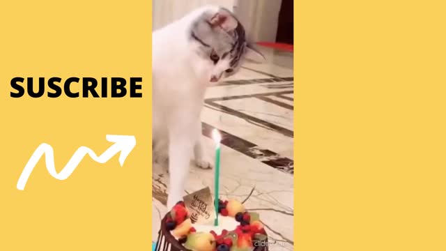 Funny cats videos 2021 😂 Don't try to laugh