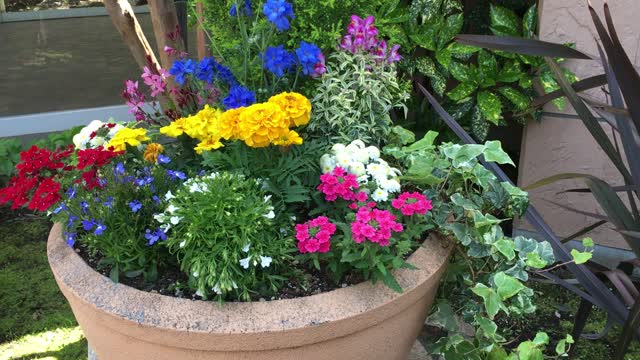 Group planting of flowers